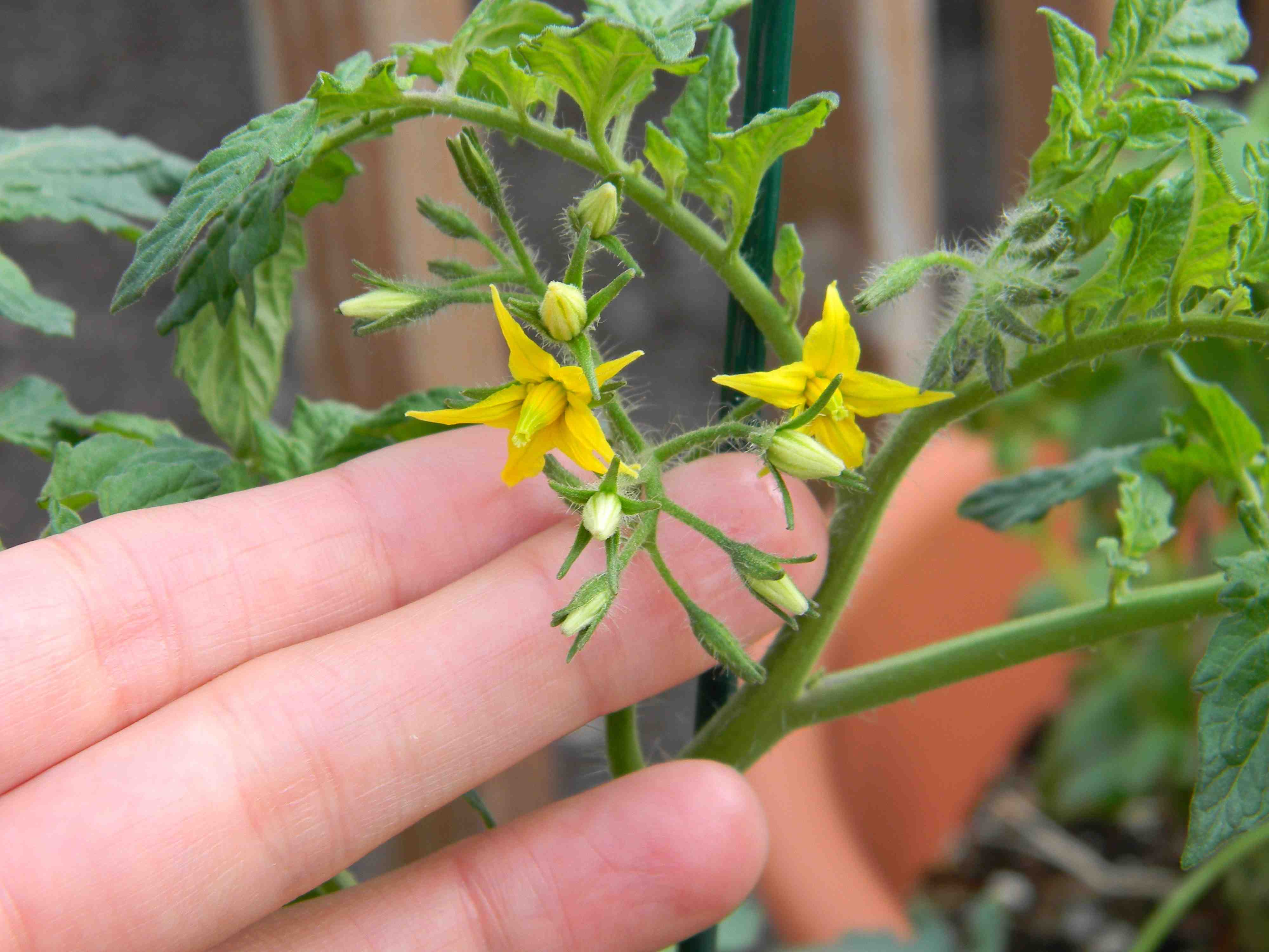 jamilah-s-hands-megablooms-fused-tomato-blossoms