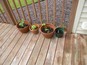 Potted strawberry, basil and lettuce plants.