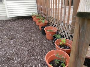 row of potted tomato plants