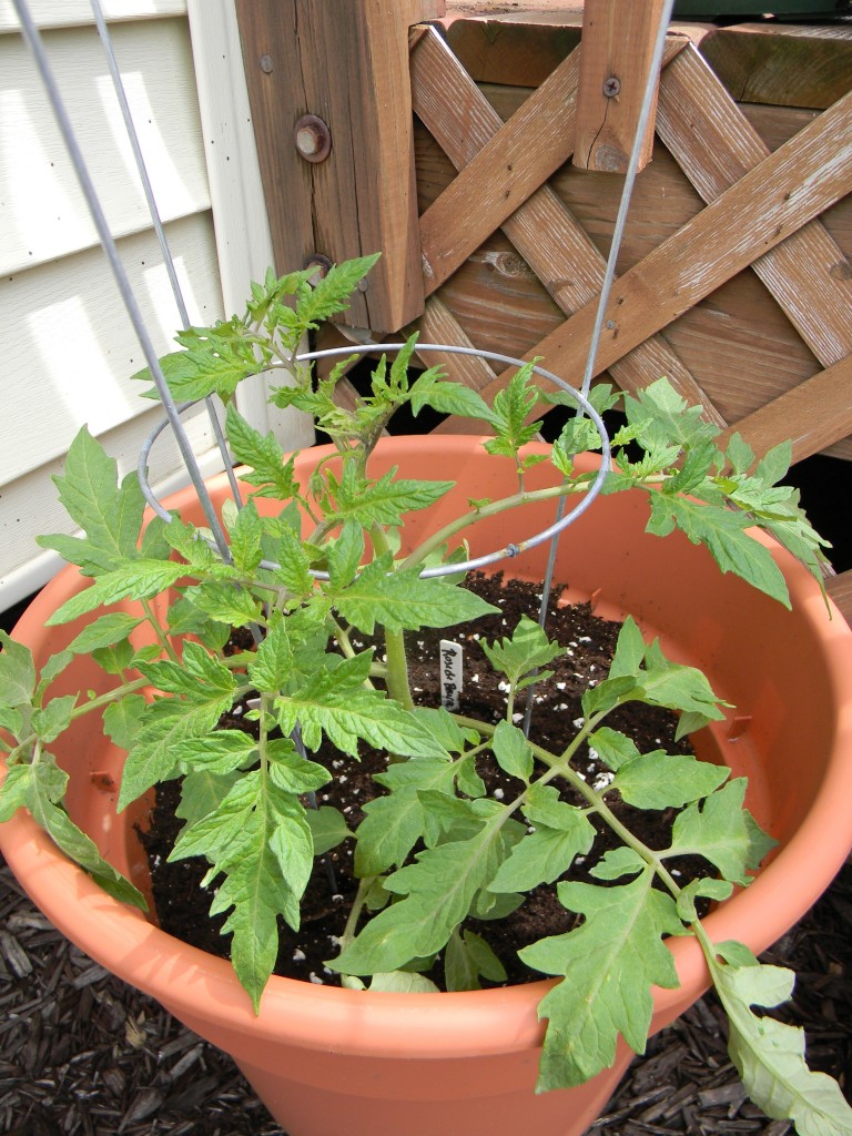 Badger Girl Learns to Cook by Kimberly Aime – The 2012 Badger Girl Garden