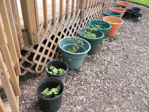 Back row of potted plants (tomatoes, eggplants, basil, and lettuce)