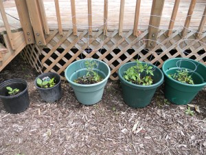 Tomato and eggplants in containers