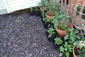 Pepper and Tomato Plants in containers