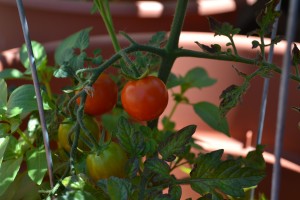cherry tomato on vine