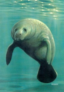 Picture of Manatee