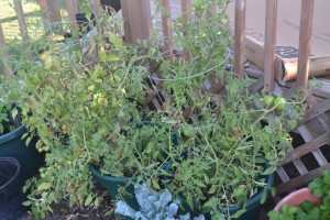 tomato plants- out of control